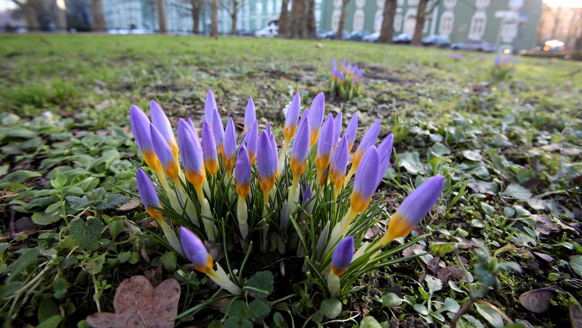 Krokusy na Jasnych Błoniach w Szczecinie