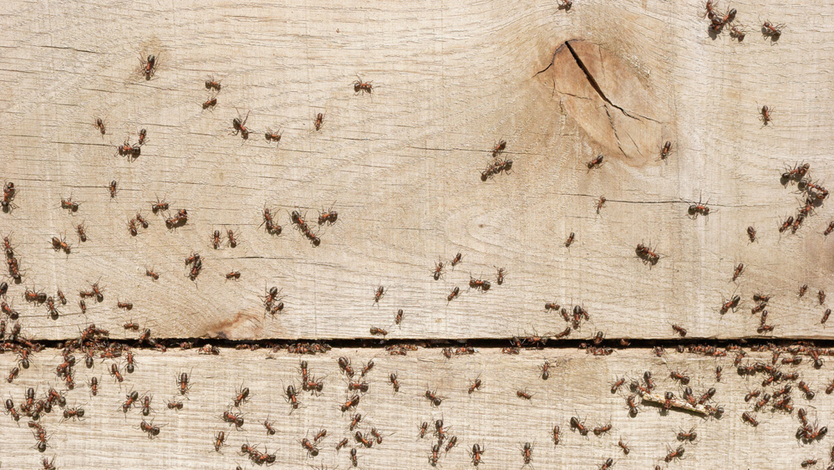 Mrówki to insekty, które, głównie wiosną i latem, są bardzo uciążliwe. Właściciele domów i mieszkań często mają problem z tym, że próbują one dostać się do wewnątrz. Istnieje jednak naturalny sposób, dzięki któremu pozbędziecie się ich na dobre.