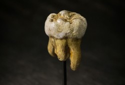 Zagadkowy człowiek z Denisowej Jaskini. Skamieniały ząb kolejnym elementem układanki