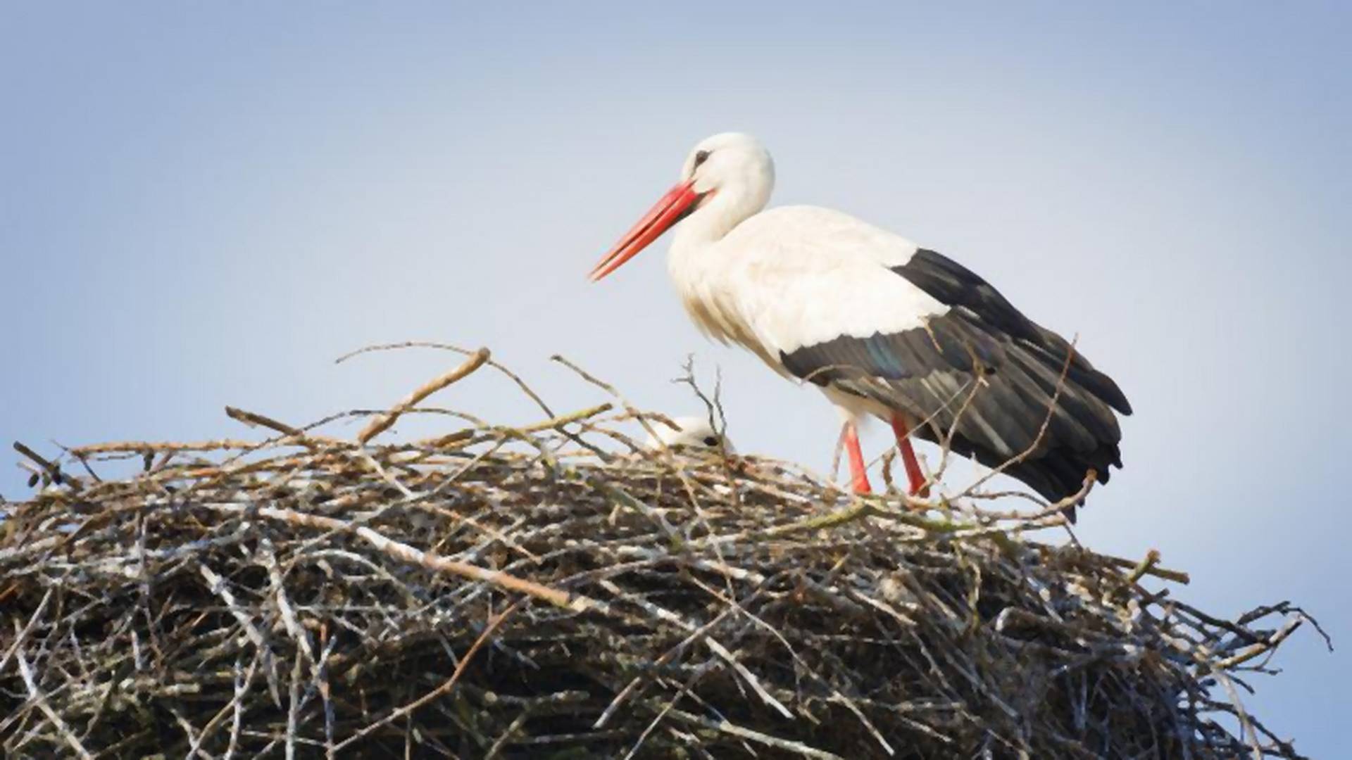 Megérkeztek az első gólyák Afrikából, a klímaváltozás áll a szokatlan jelenség hátterében