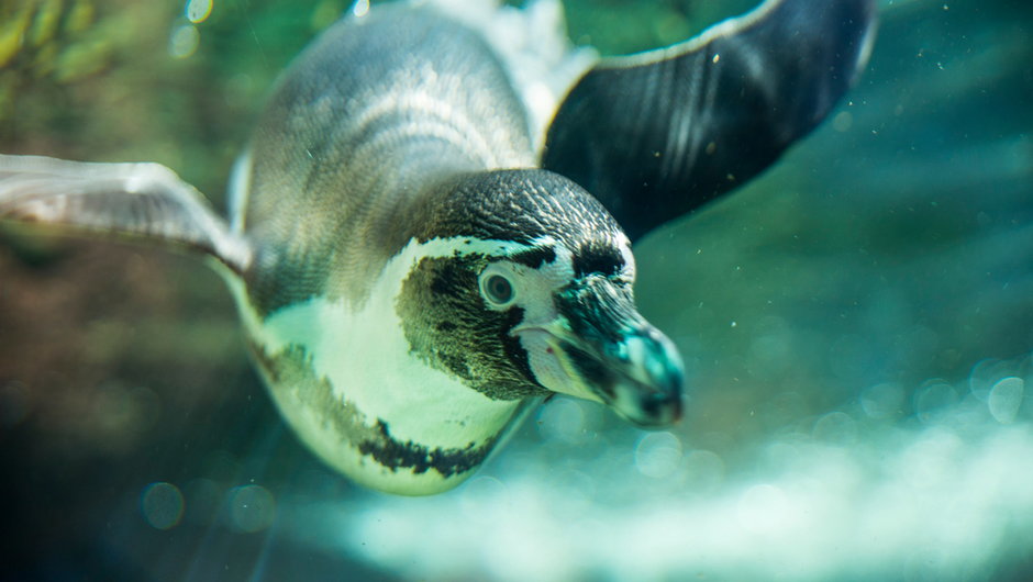 Młody pingwin pod wodą