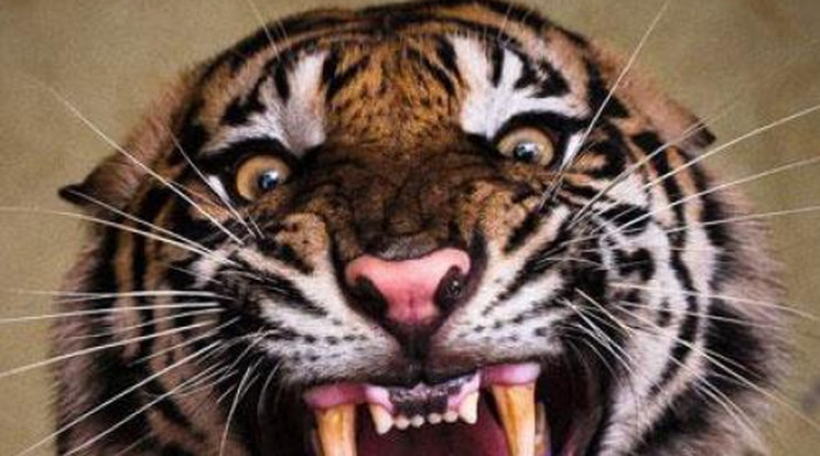 A porondon ölte meg idomárját a cirkuszi tigris