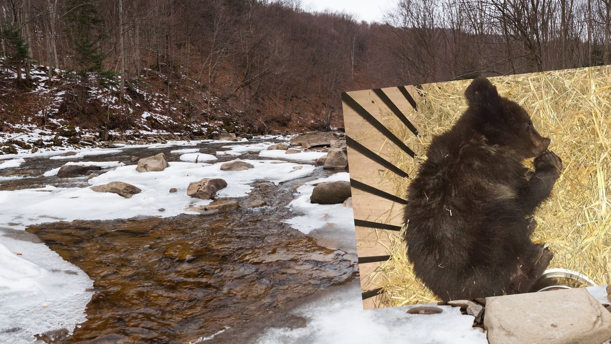 Bieszczady. Niedźwiadek znaleziony przy rzece. Weterynarze walczą o jego życie