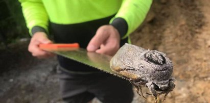 Gigantyczna ćma wielkości dłoni znaleziona na terenie szkoły podstawowej. Jest tak wielka, że ma trudności z lataniem