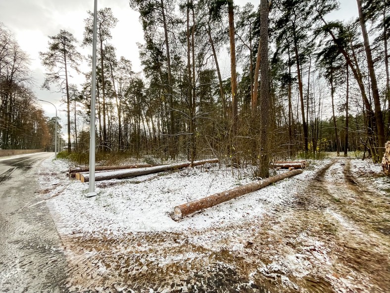 Leśnicy twierdzą, że doszło do błędnego wytypowania drzew do ścięcia