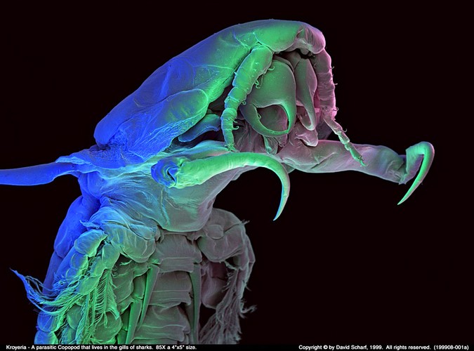 Rekiny wzbudzają strach, ale jeszcze groźniej wygląda Kroyeria - organizm żyjący w ich skrzelach. Oczywiście wielokrotnie powiększony