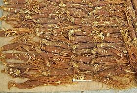 ginseng-gyokere-d0000103460930c7336ec