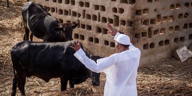 President Muhammadu Buhari on his livestock farm in Daura, Katsina State [Presidency]