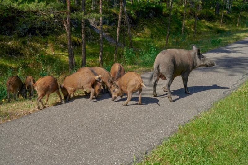 Dziki coraz częściej wkraczają do miast