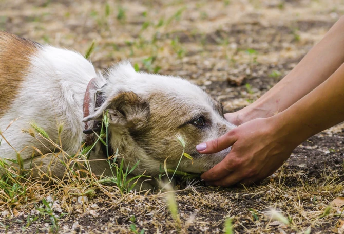 Ne postoji uteha, jedino što može da pomogne je vreme koje leči sve rane, pa tako i smrt voljene životinje