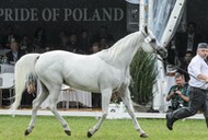 Pride of Poland konie arabskie Janów Podlaski Michałów