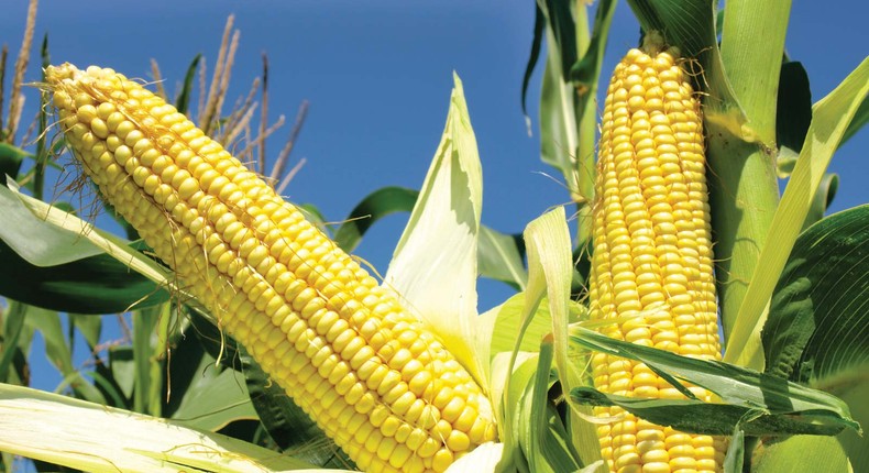 Maize