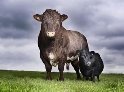 Najmniejsza krowa świata lubi muzykę