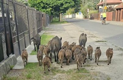 Dziki w Warszawie. Miasto działa na rzecz bezpieczeństwa mieszkańców
