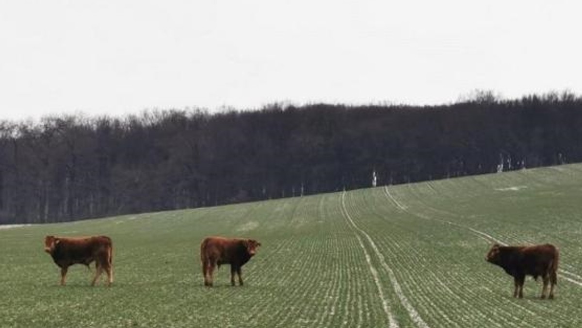 Nadleśnictwo Mircze: pięć krów uciekło z hodowli i zamieszkało w lesie