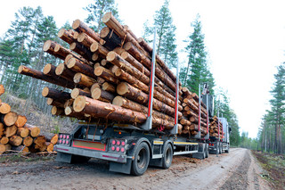 Sejm zgadza się na palenie drewnem z polskich lasów w elektrowniach