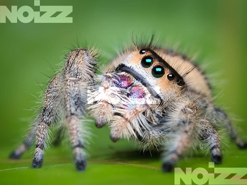 A tudomány kedvéért ugráltattak egy pókot - Noizz