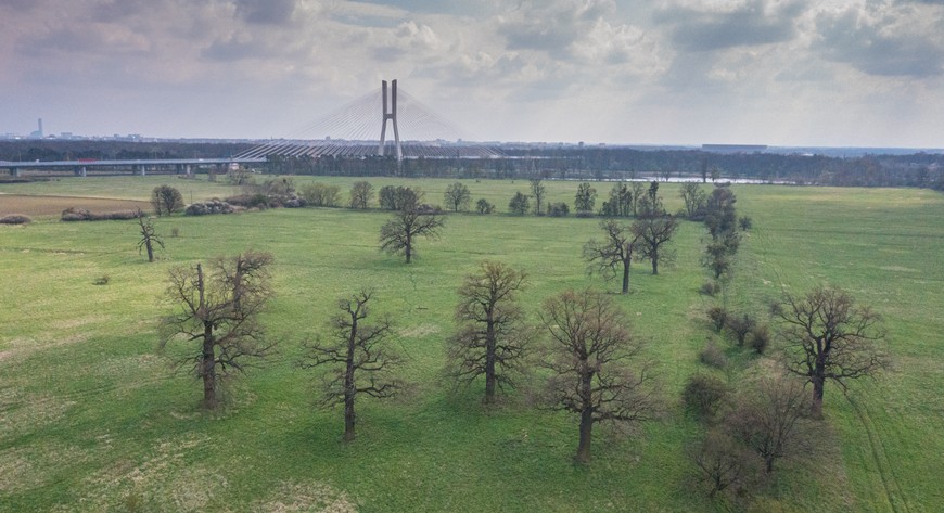 Pola Osobowickie mają być docelowo rezerwatem przyrody