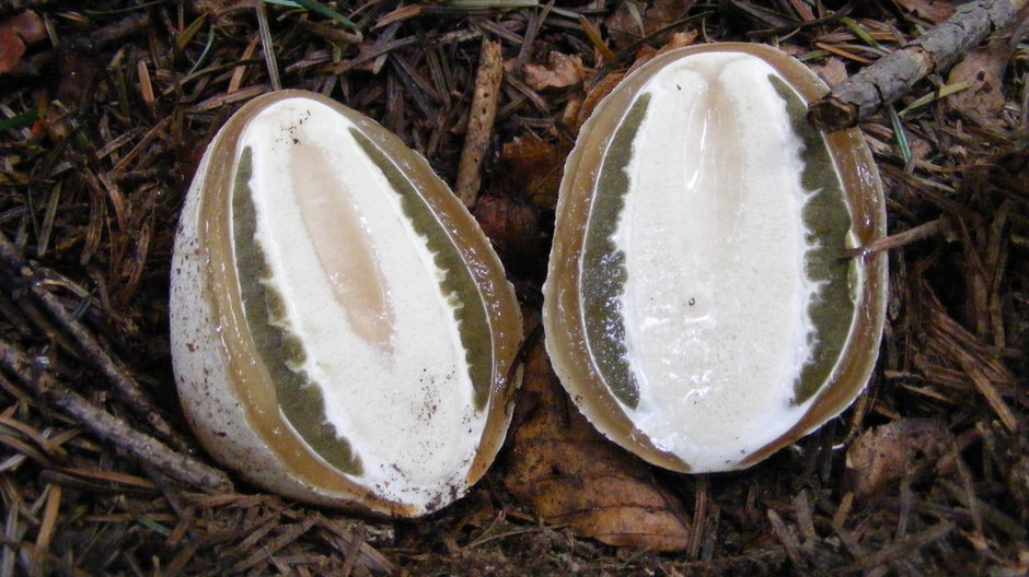 Młody owocnik sromotnika smrodliwego, tzw. czarcie jajo uchodzi za nie lada przysmak
