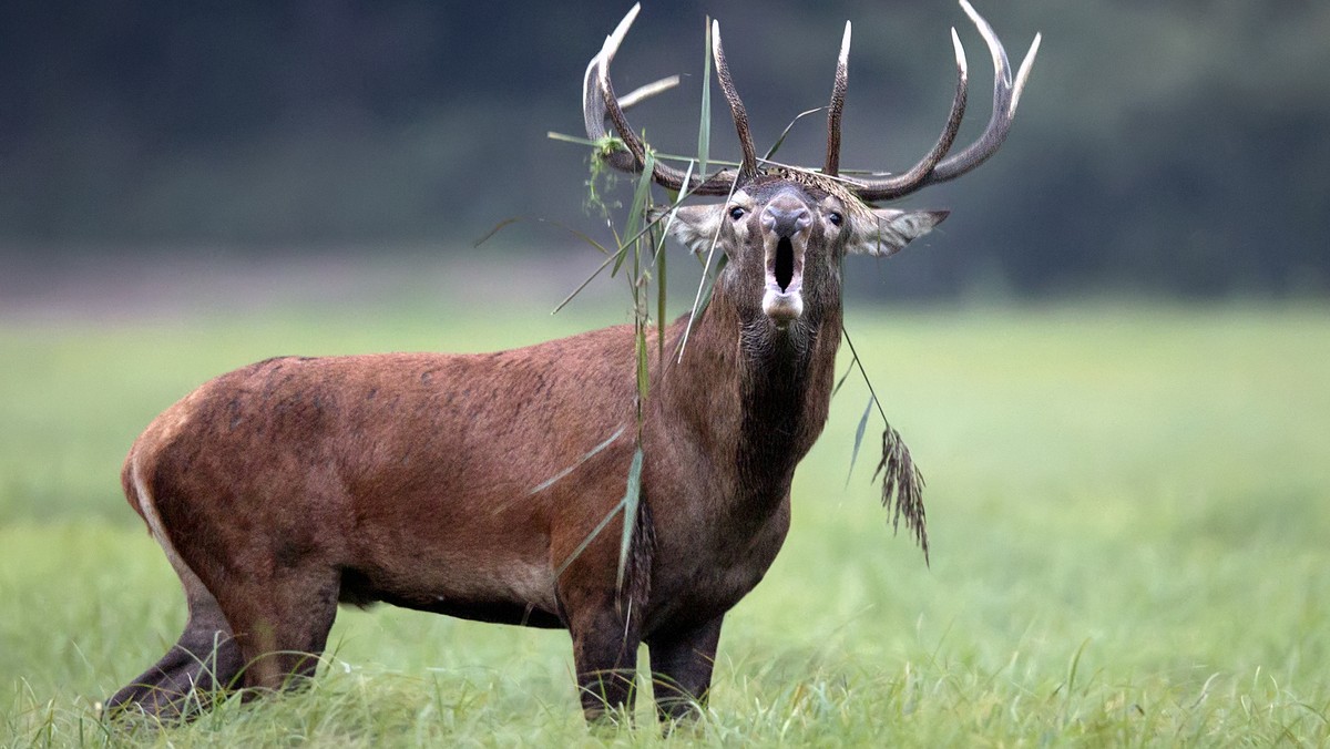 Leśnicy z Instytutu Badawczego z Białowieży otrzymali zgłoszenie o jeleniu, którego przechadzka zakończyła się w bagnie. Dzięki szybkiej akcji zwierzę zostało uratowane.