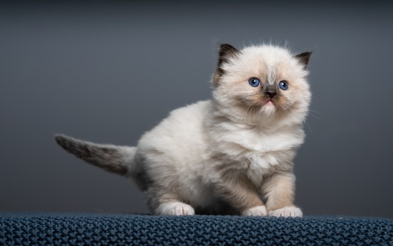 Kot Ragdoll
