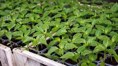 kiedy wysiewać paprykę na rozsadę? czym podlewać siewki papryki? czy wysiew papryki w styczniu to dobry pomysł? kiedy siać paprykę w domu