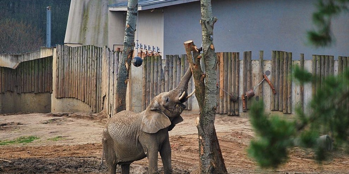 Zoo zatrudni nowych pracowników