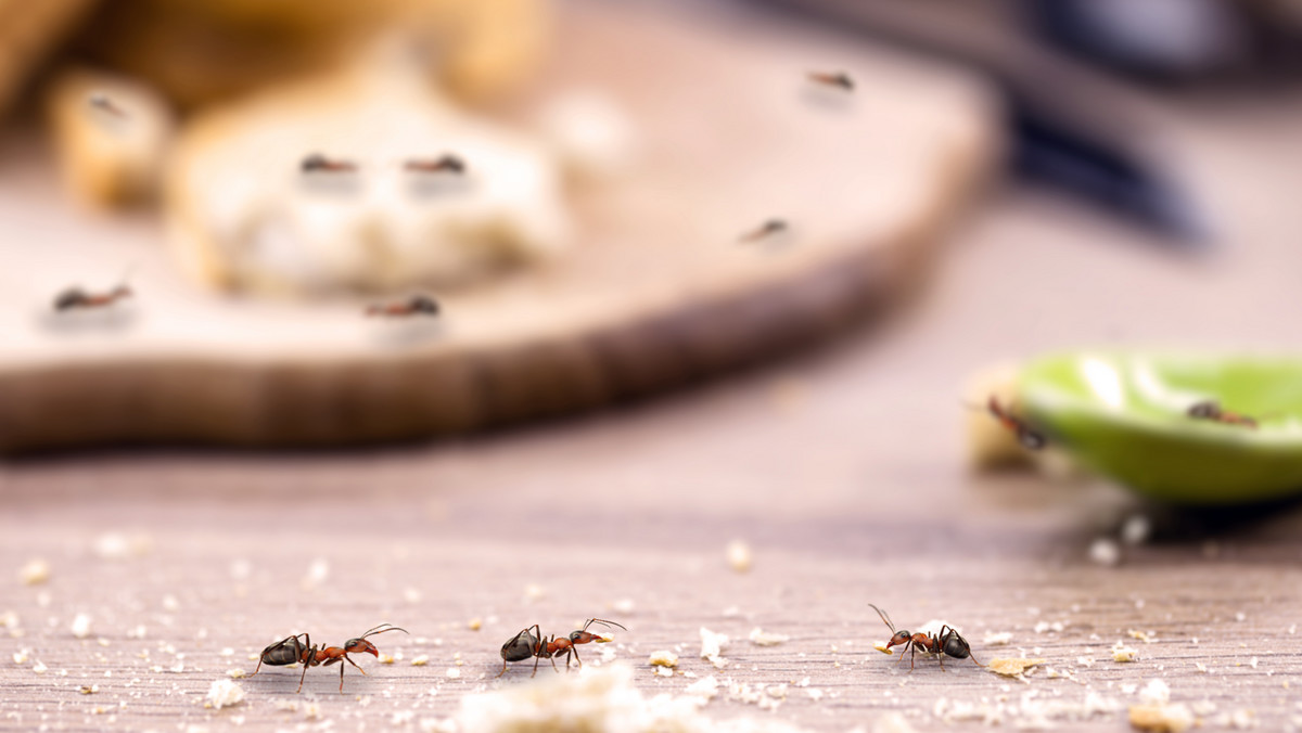 Jak skutecznie zwalczyć mrówki w naszym domu? Sprawdzone metody