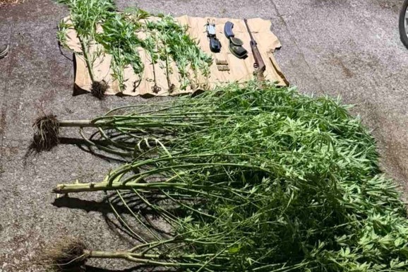 (FOTO) U DVORIŠTU KUĆE NAPRAVILI PLANTAŽU MARIHUANE! Uhapšeni otac i sin iz Nikšića: Policija zaplenila stabljike, ali i ORUŽJE i DRON