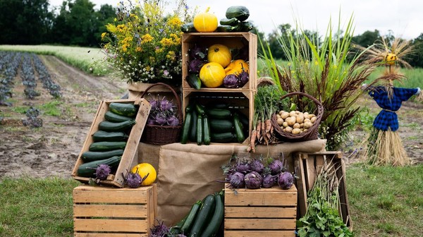 Przez pół roku farma zapewniała 100 procent zapotrzebowania wrocławskich żłobków na cztery kluczowe warzywa: ziemniaki, buraki, dynię i cukinię.