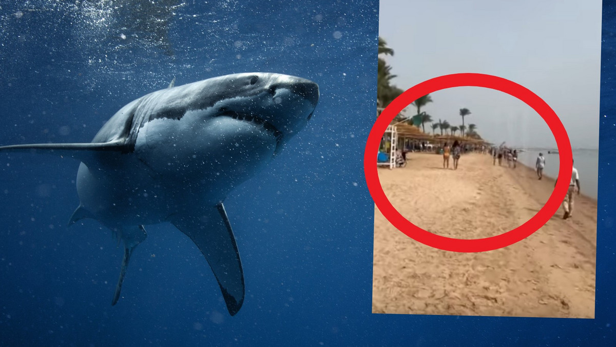Atak rekina w Egipcie. Drapieżnik odgryzł kobiecie rękę