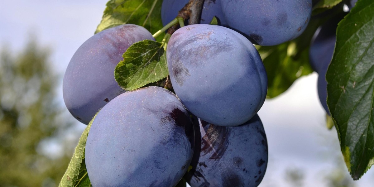 Rolnik stracił 11 ton śliwek. Oszukała go firma widmo