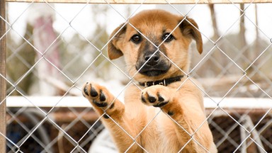 Mieszkańcy Krakowa tymczasowo adoptowali ponad sto czworonogów ze schroniska