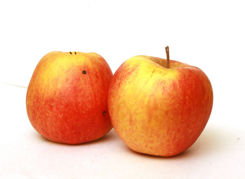 Polska pozostała głównym dostawcą jabłek do Rosji.