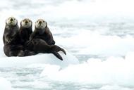 Wydry morskie (Enhydra lutris) odpoczywają na lodzie, Alaska