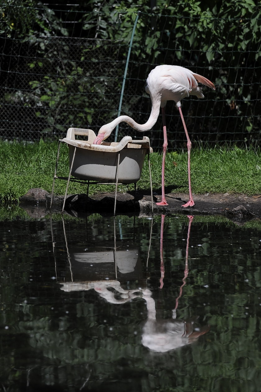 Flamingi we wrocławskim zoo