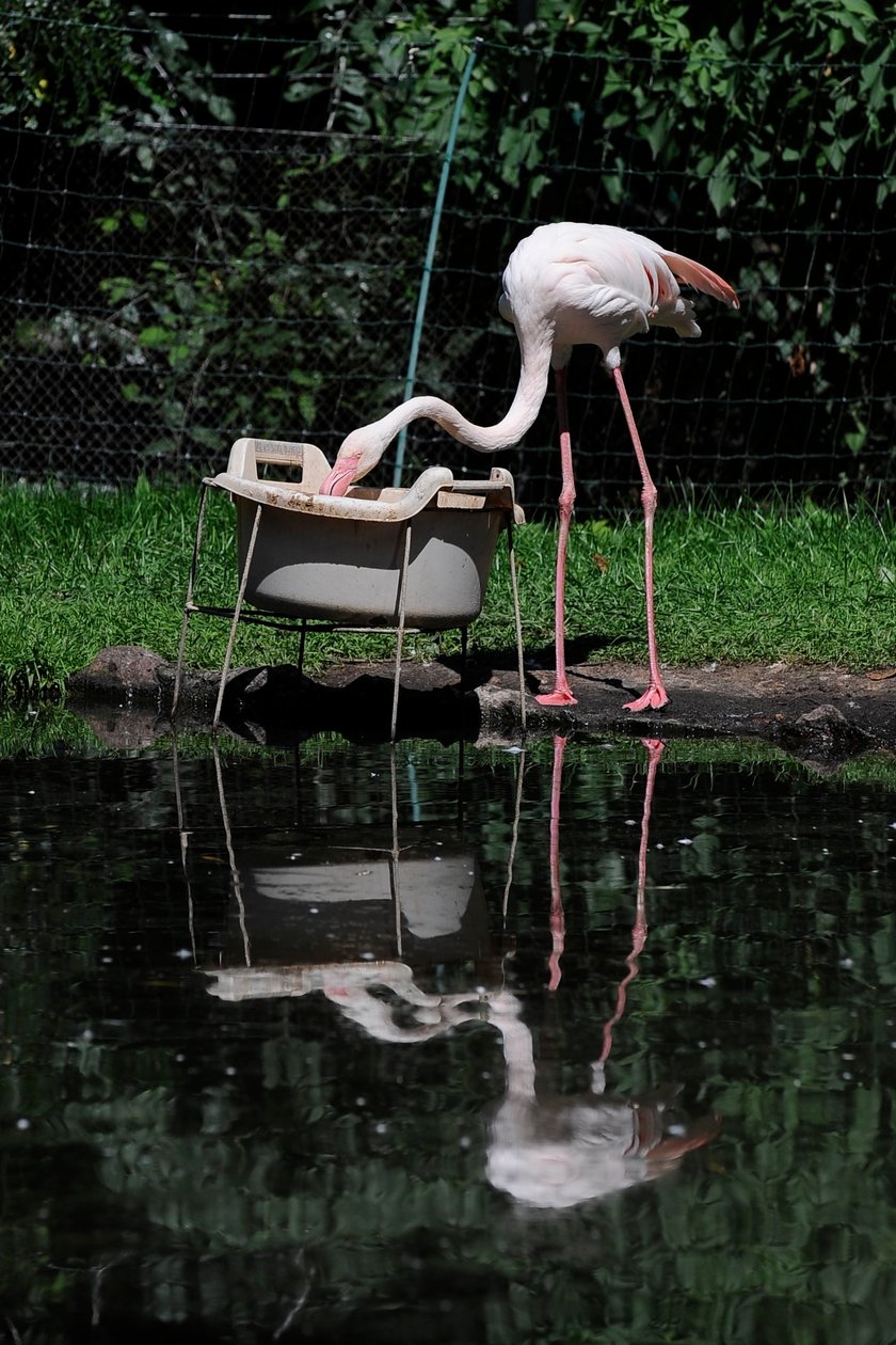 Flamingi we wrocławskim zoo