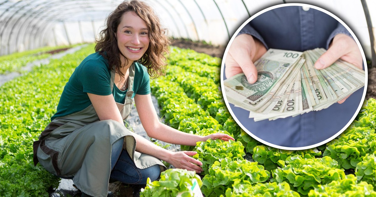 Holandia kusi Polaków. Nawet 3 tys. zł za tydzień pracy