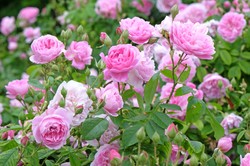 Kluczowy zabieg pielęgnacyjny dla róż. Termin zbliża się wielkimi krokami