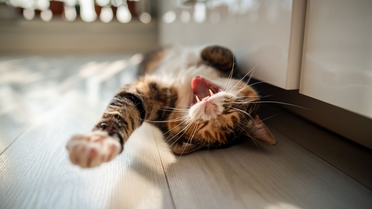 mitől bolondul meg a macska