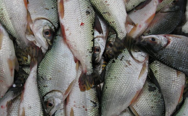 W Kanale Gliwickim pojawiły się martwe ryby. Co zrobi rząd, by zapobiec kolejnej katastrofie?