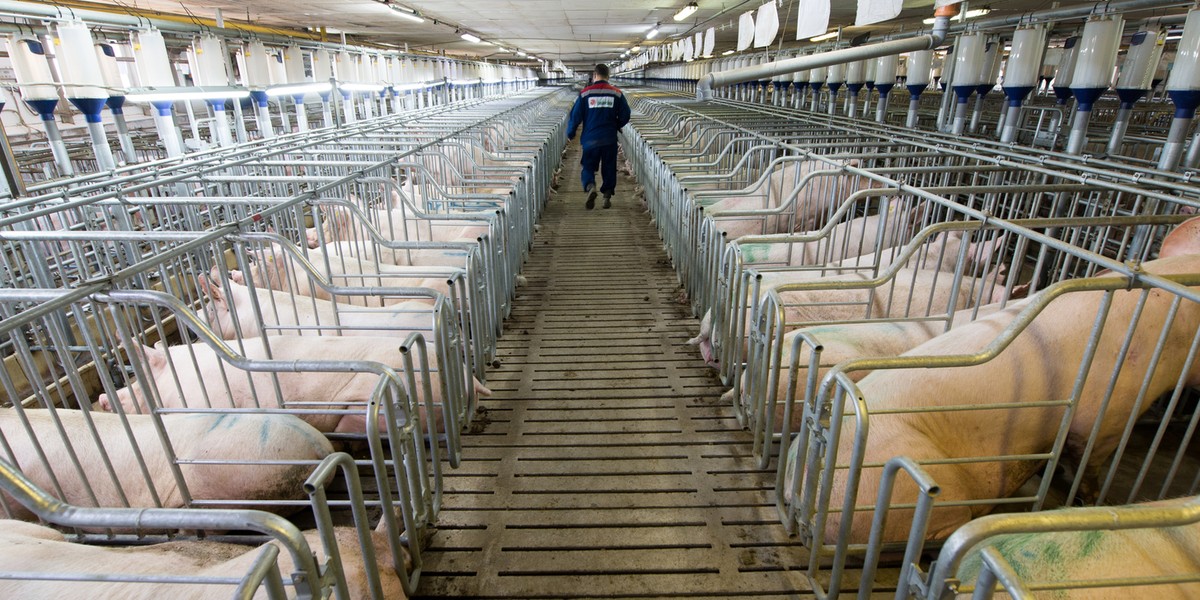 Pigs at a factory