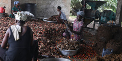 Korupcja i degradacja środowiska, czyli kontrowersje wokół oleju palmowego