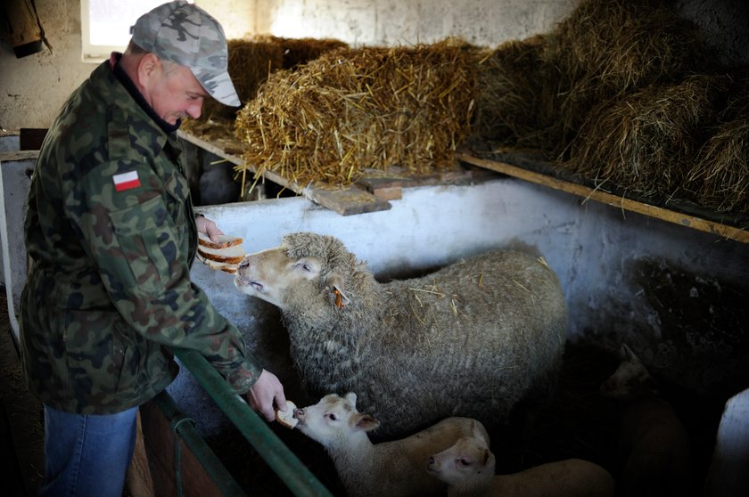 Owcze trojaczki u pana Zdzisława