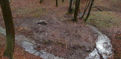 Dwa zabite żubry w Bieszczadach. Leśnicy ustalili winnego