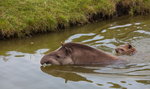 Tak się kąpią tapiry