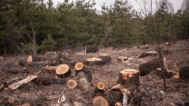 nielegalna wycinka setek drzew w obszarze natura 2000 w toruniu. spraw