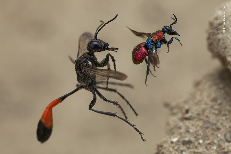 Zwycięzcy Wildlife Photographer of the Year 2020