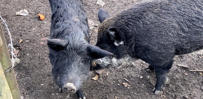 Oskarżono świnie z Osiek o zjedzenie rolnika. Nie wszyscy wierzą w ich winę