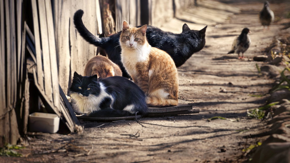 Bezdomne koty (zdjęcie ilustracyjne)
